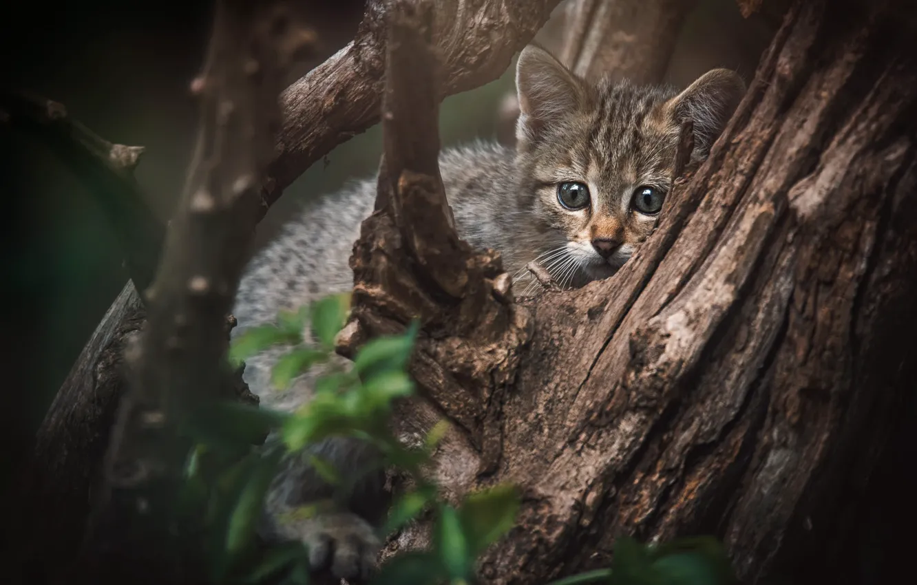Photo wallpaper cat, trees, pose, baby, kitty, wild, forest