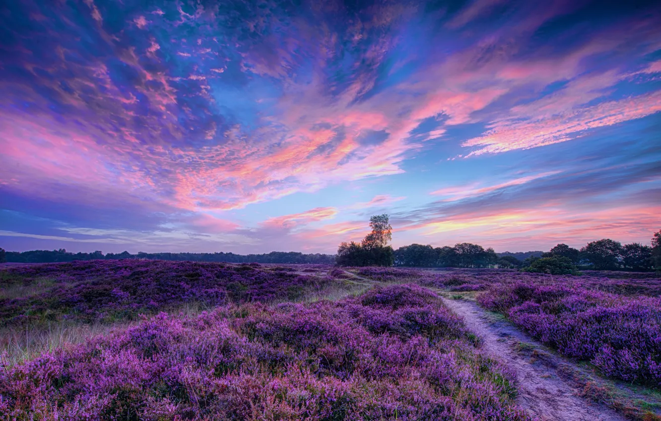 Photo wallpaper field, the sky, clouds, trees, sunset, flowers, nature, lilac
