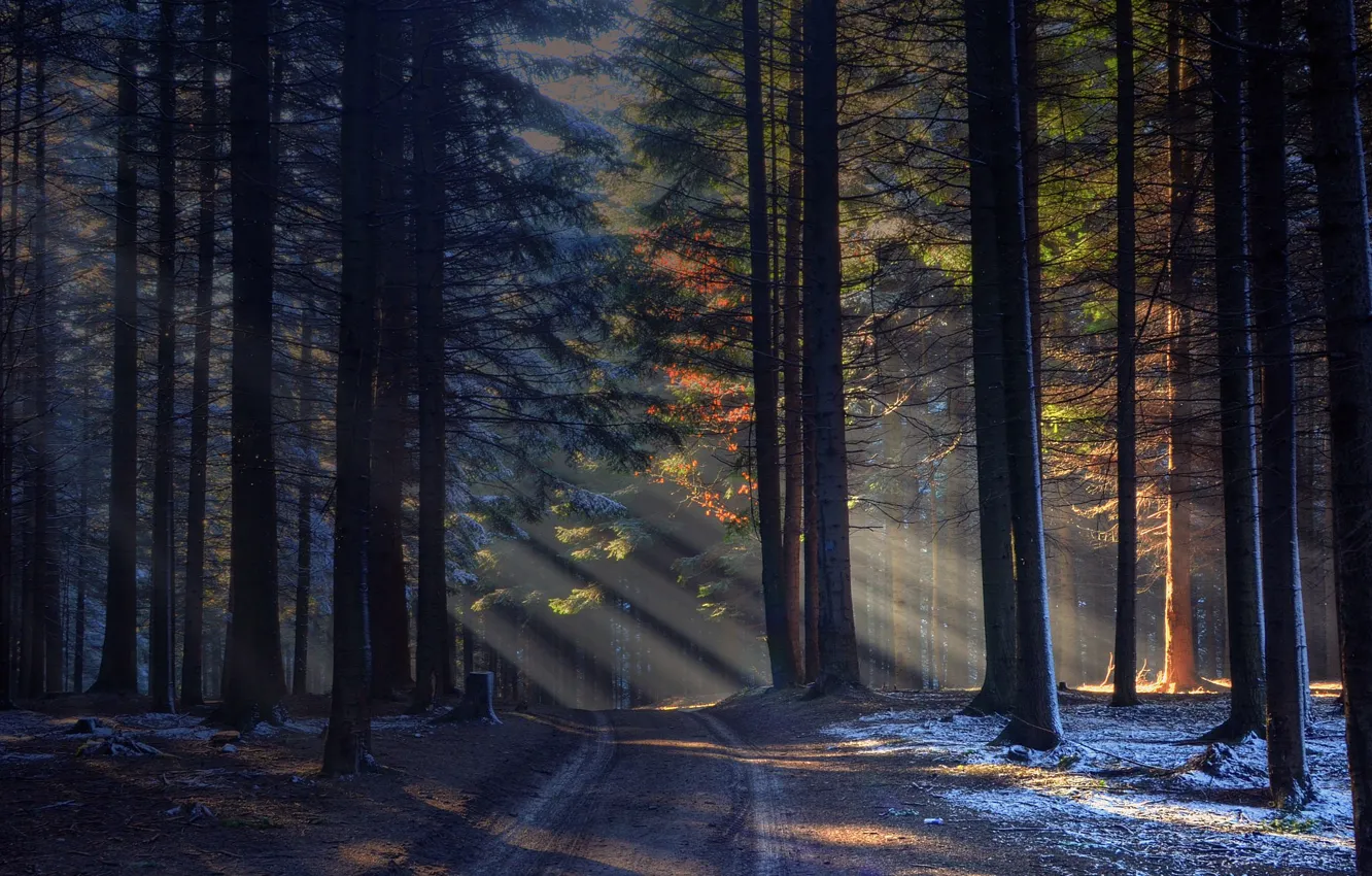 Photo wallpaper road, forest, the rays of the sun