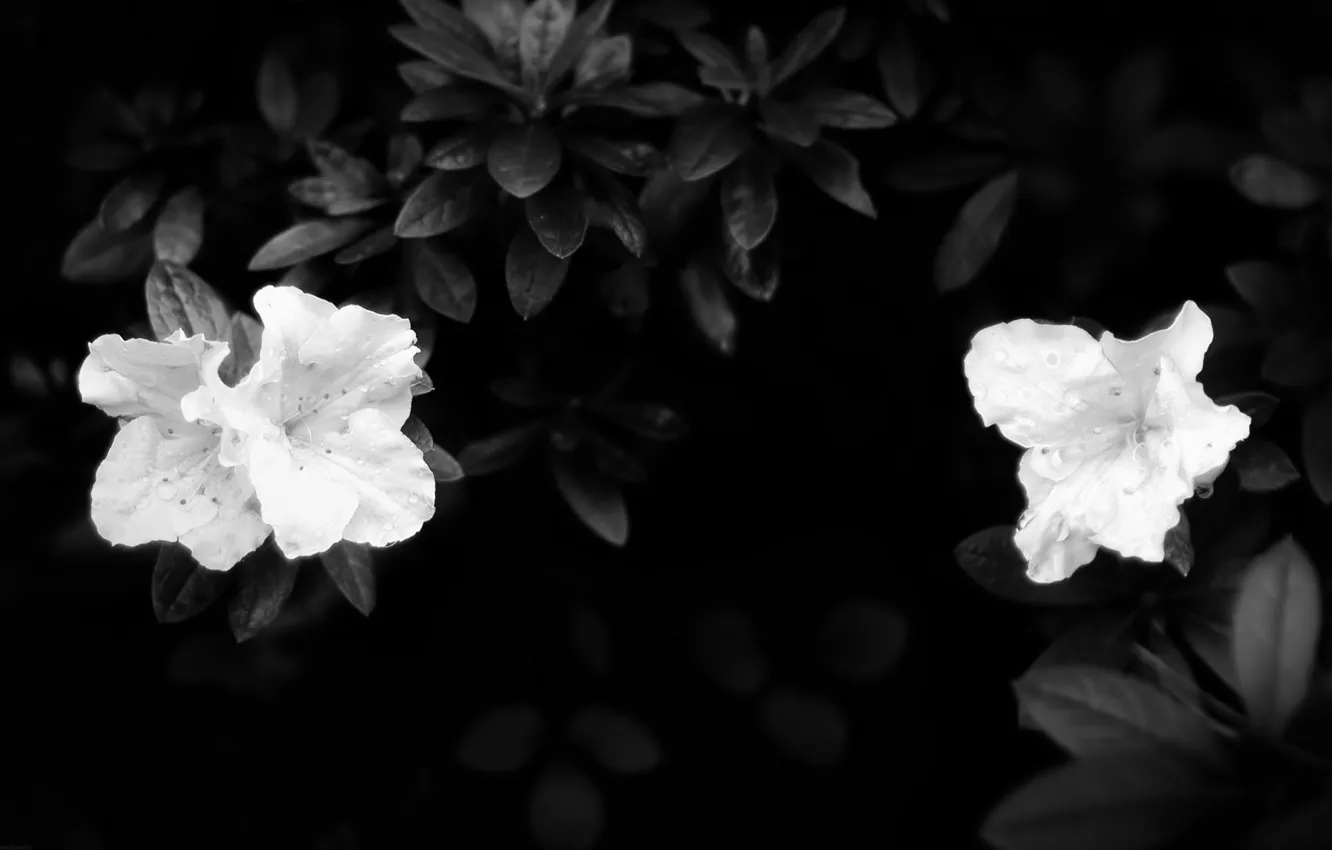 Photo wallpaper leaves, darkness, white