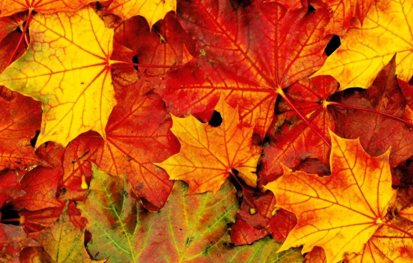 Photo wallpaper autumn, leaves, bright, falling leaves, maple