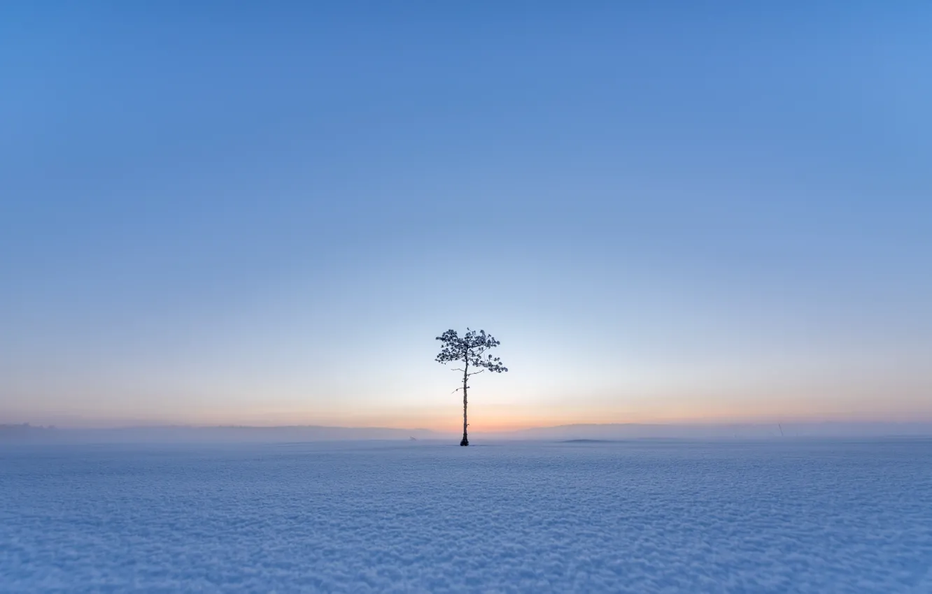Photo wallpaper field, snow, trees