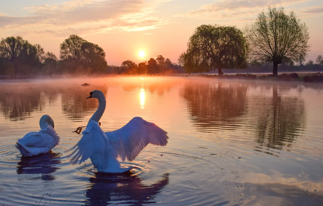 Photo wallpaper the sun, landscape, nature, fog, lake, dawn, bird, morning