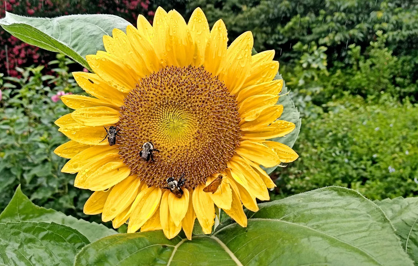 Photo wallpaper Rainy day, sunflower, sunflowers, Fred Fletcher Park, Jim Perry
