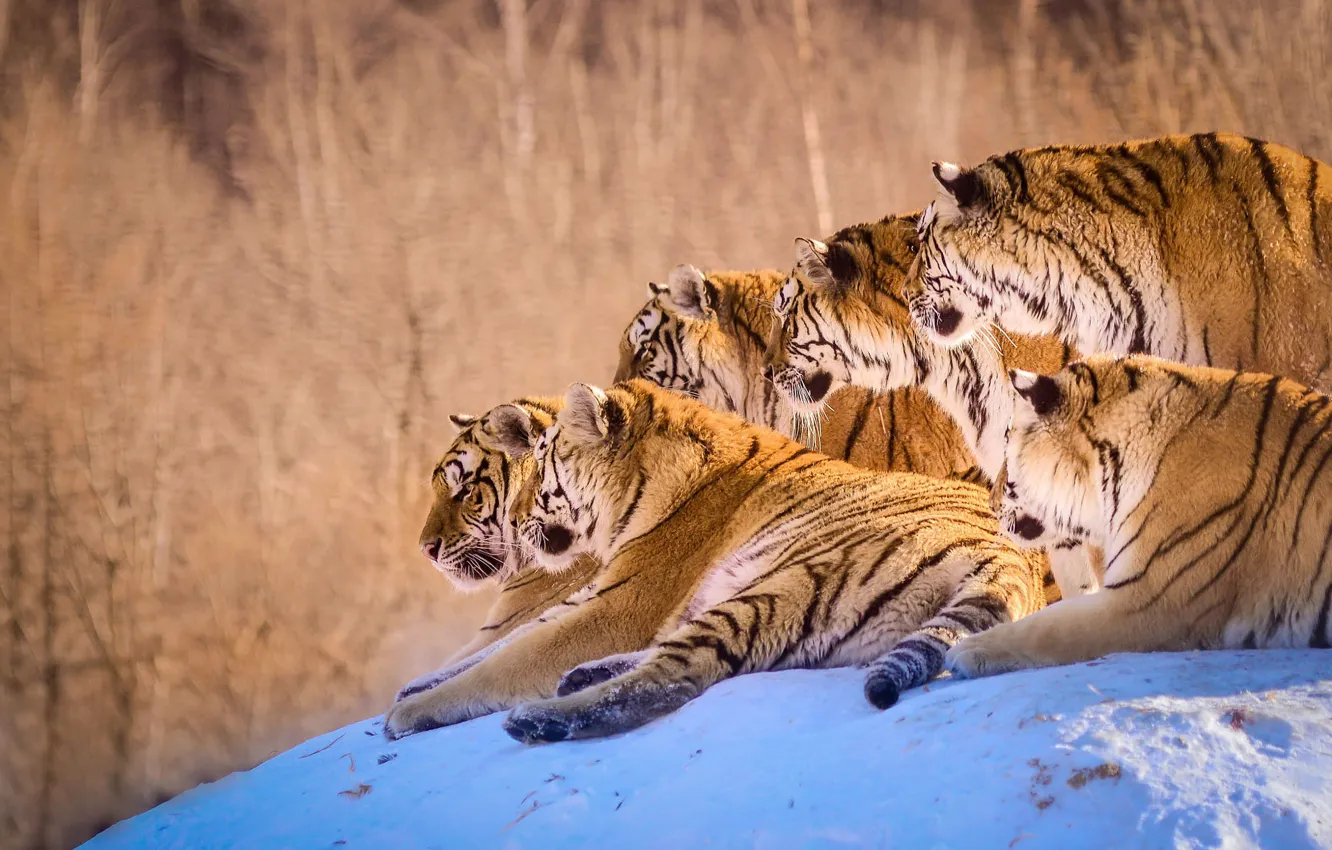 Photo wallpaper winter, snow, tiger, hills, lies