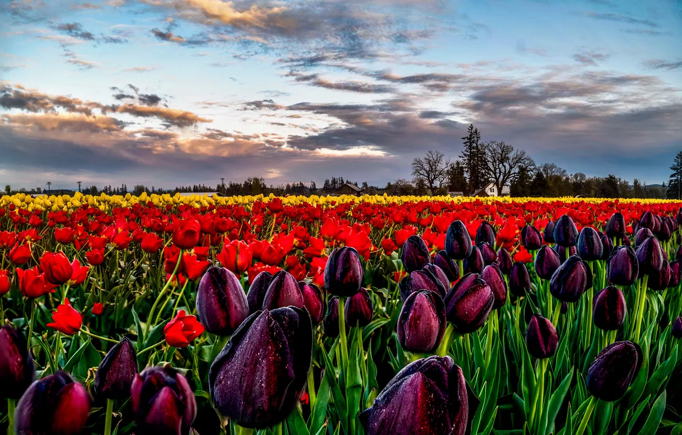 Photo wallpaper field, the sky, clouds, drops, trees, flowers, red, spring