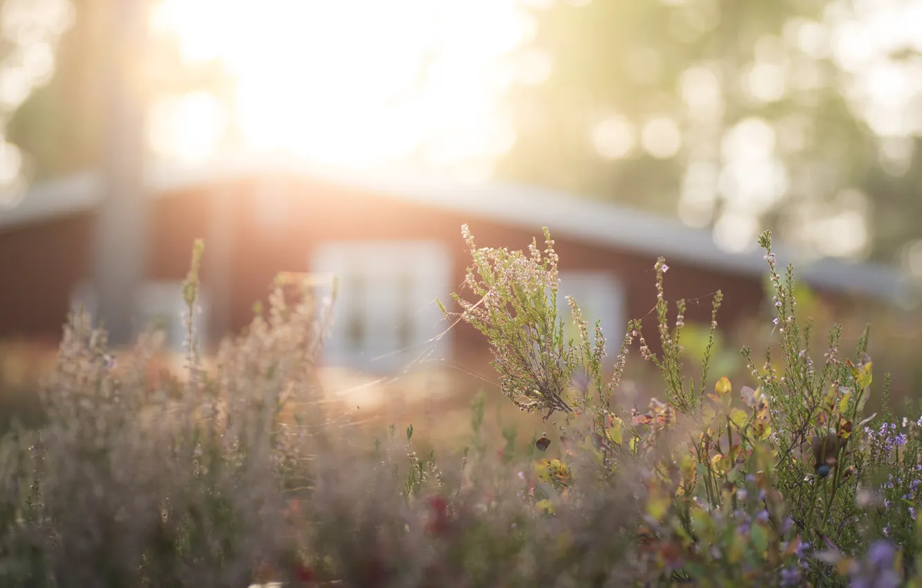 Photo wallpaper grass, light, nature