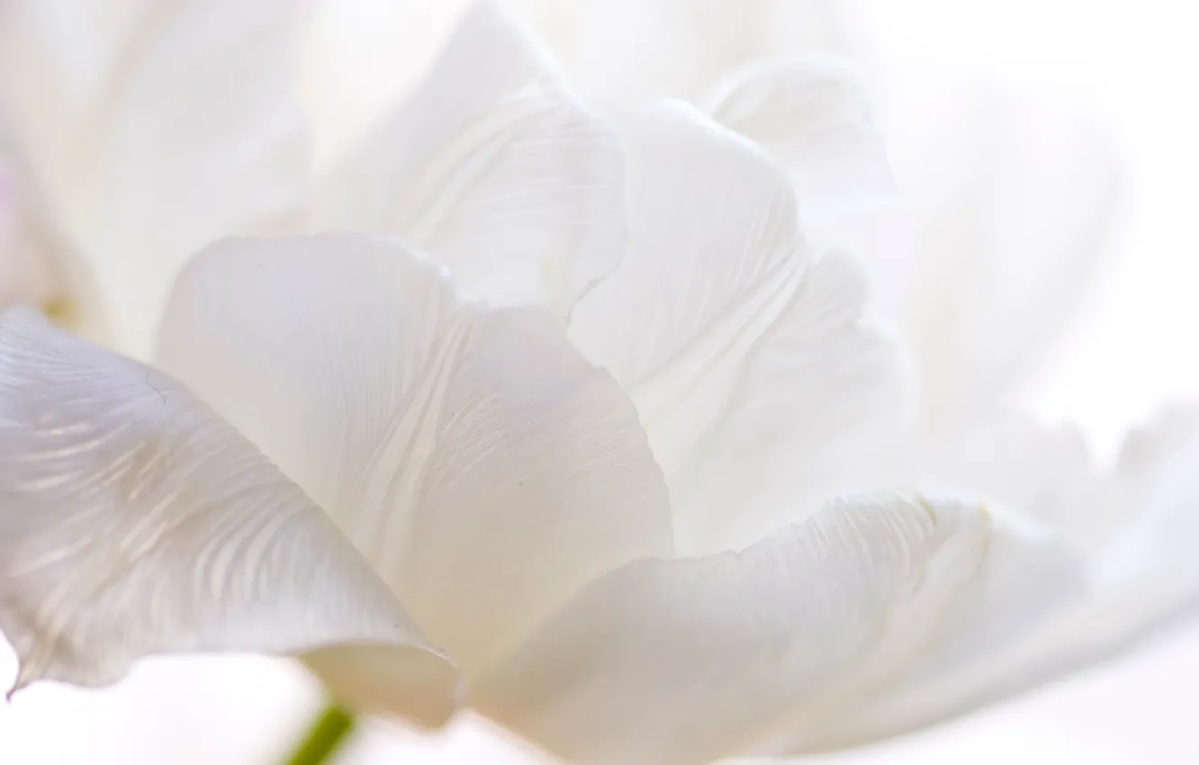 Photo wallpaper white, flowers, tulips