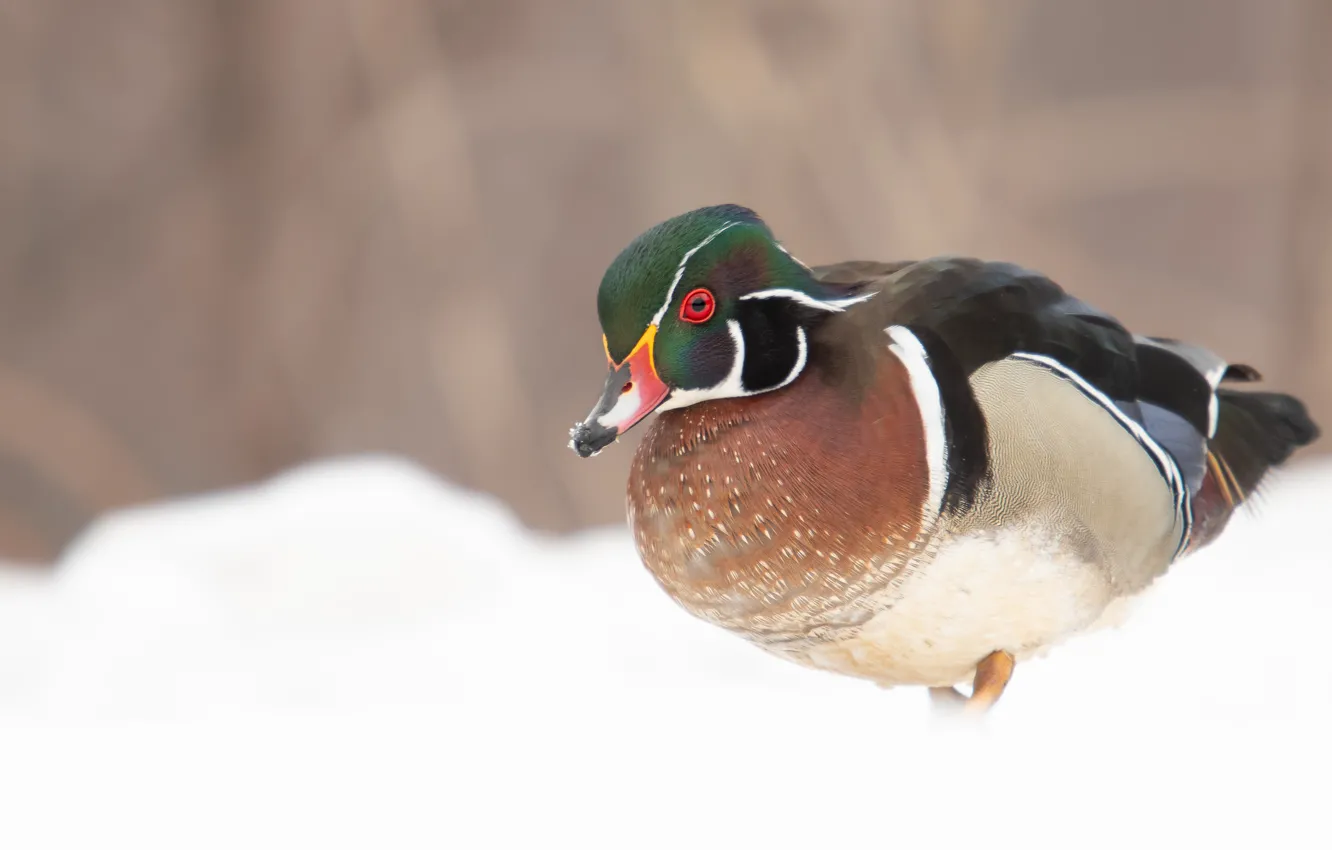 Photo wallpaper winter, snow, bird, duck, karolinka