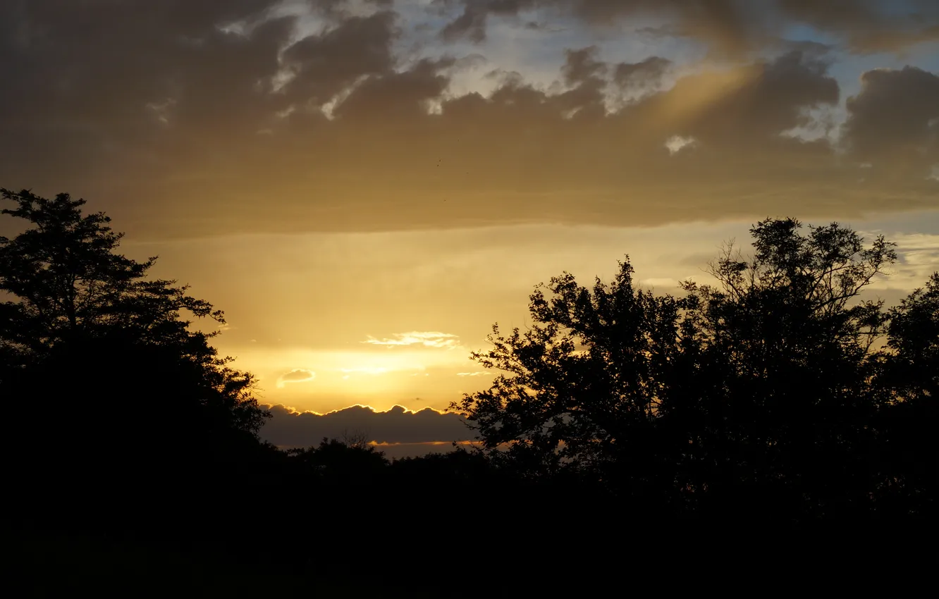 Photo wallpaper forest, sunset, nature, forest, nature, yellow, sunset