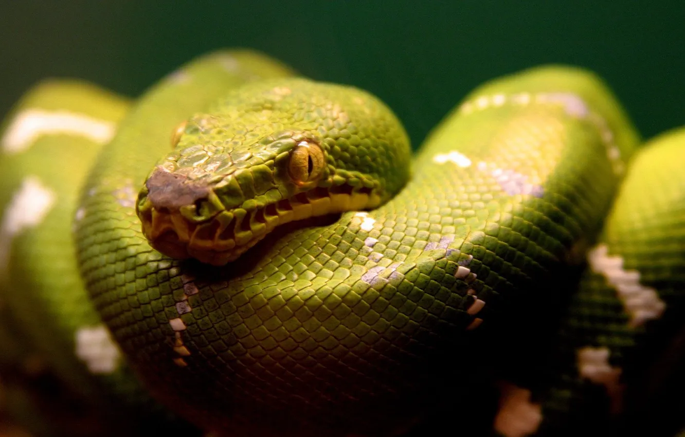 Photo wallpaper snake, Green