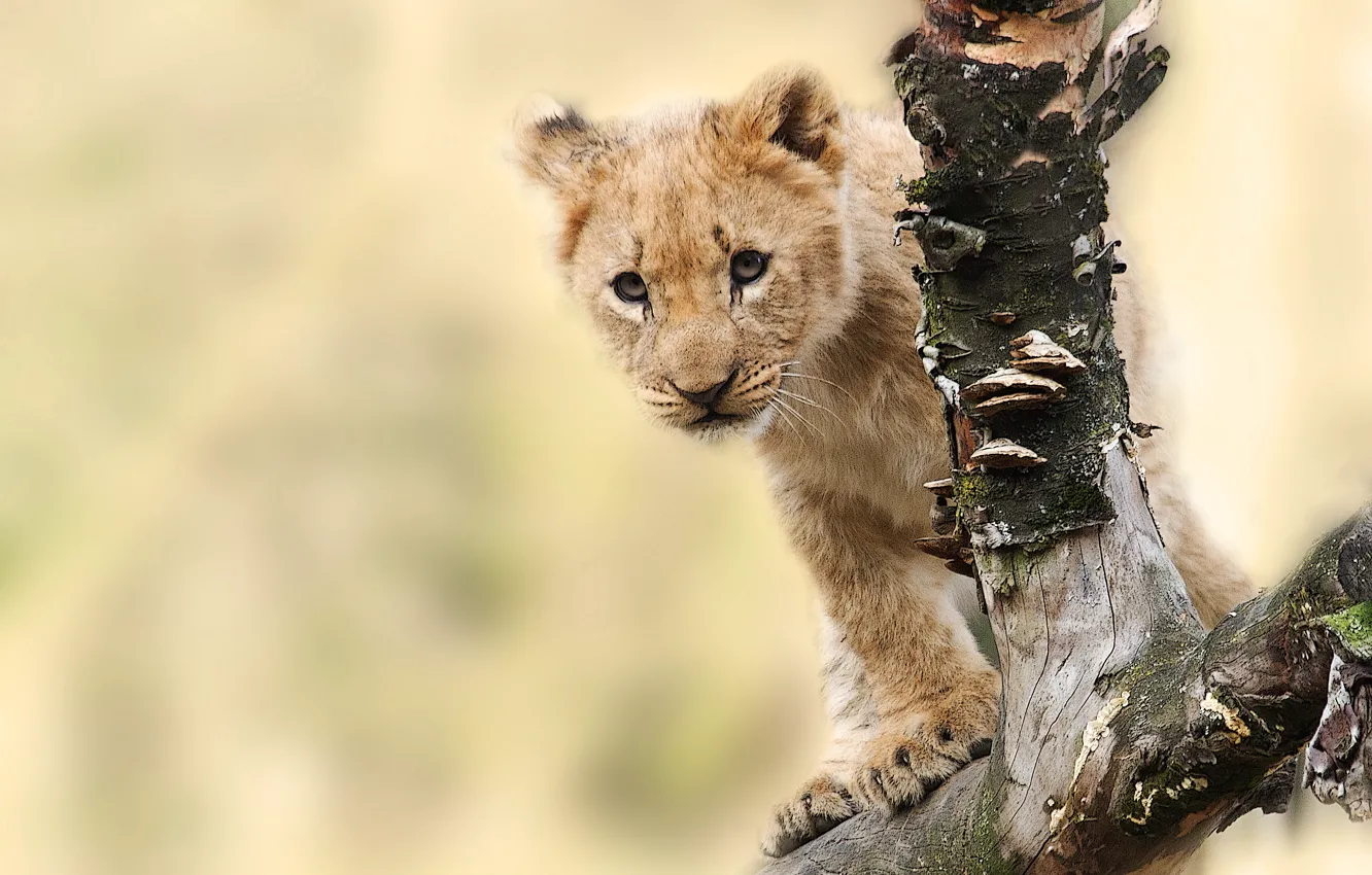 Photo wallpaper animal, predator, snag, cub, lion