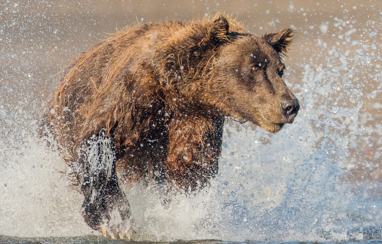 Photo wallpaper water, squirt, Alaska, grizzly