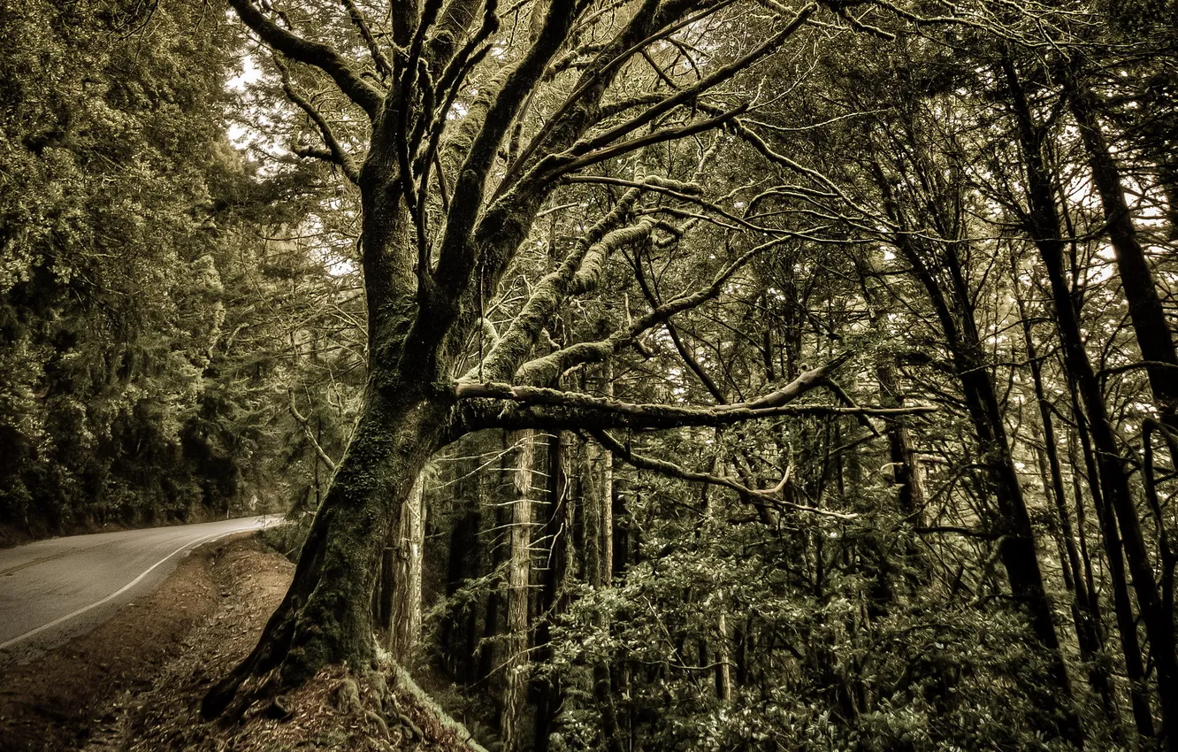 Photo wallpaper road, trees, landscape, HDR