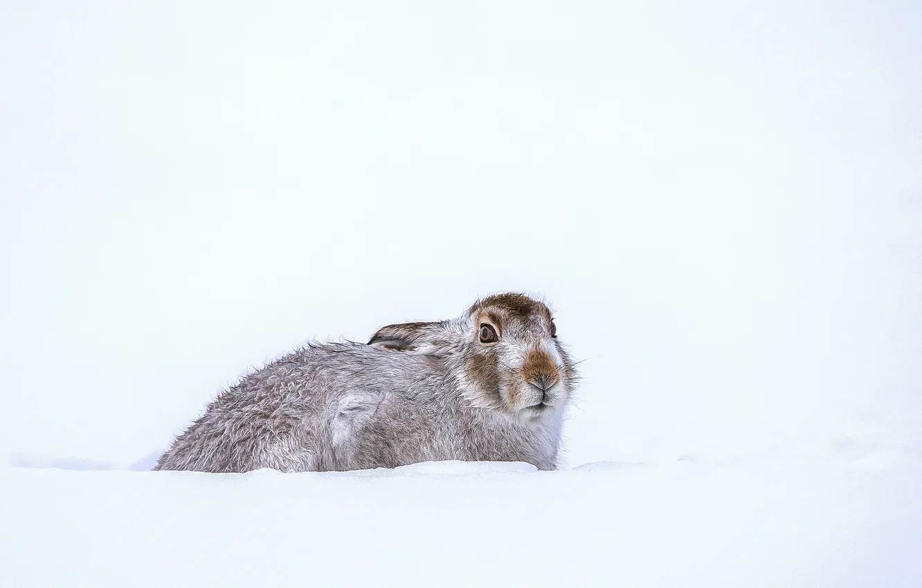 Photo wallpaper winter, snow, rabbit, Looking for