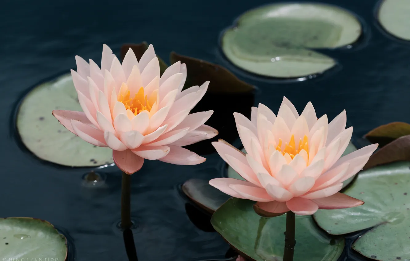 Photo wallpaper flowers, Lily, petals, water lilies