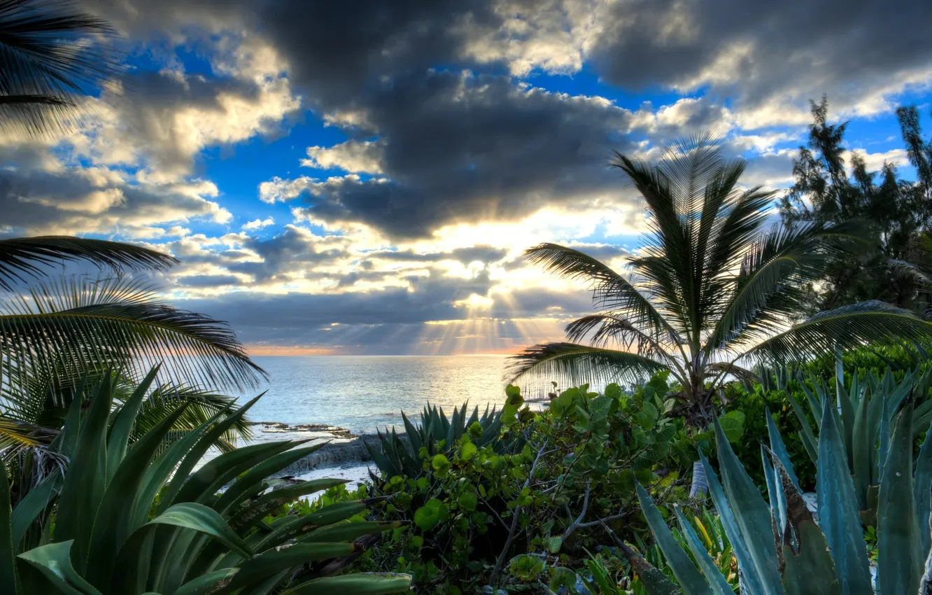Photo wallpaper sea, water, the sun, rays, clouds, palm trees, aloe