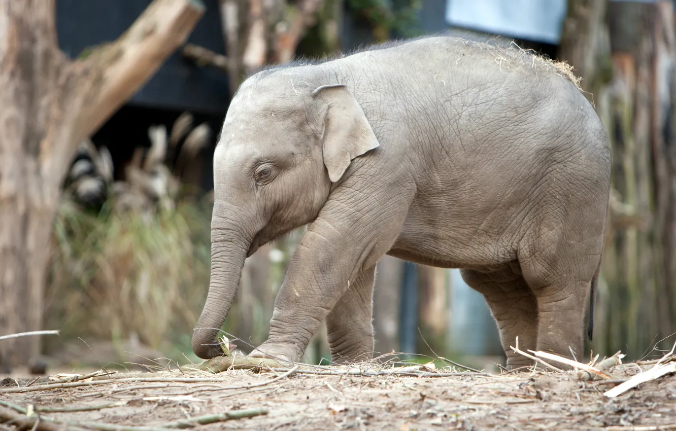 Photo wallpaper nature, elephant, zoo