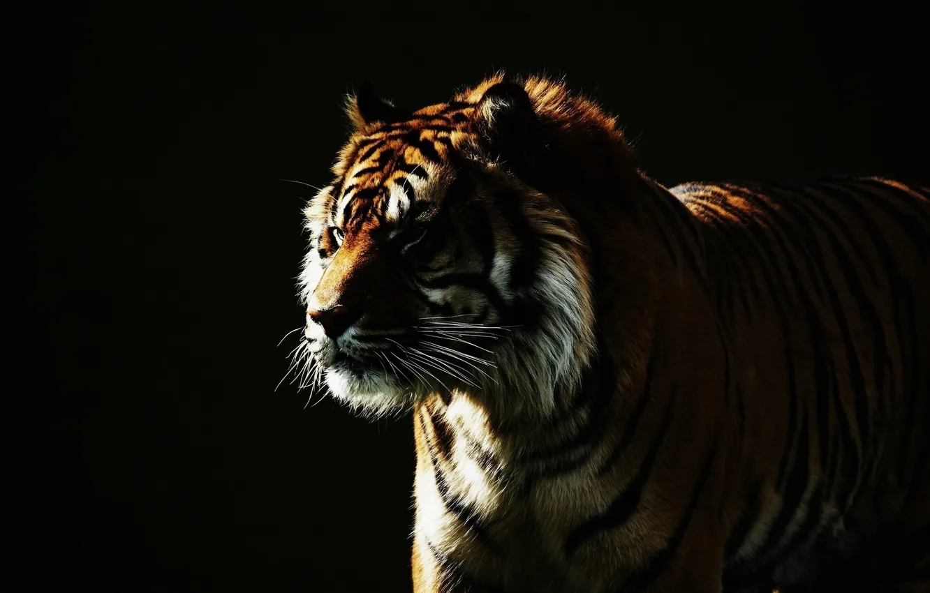 Photo wallpaper face, light, tiger, the dark background, wild cat