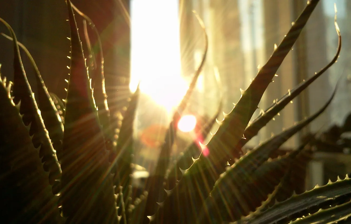 Photo wallpaper dawn, plant, morning