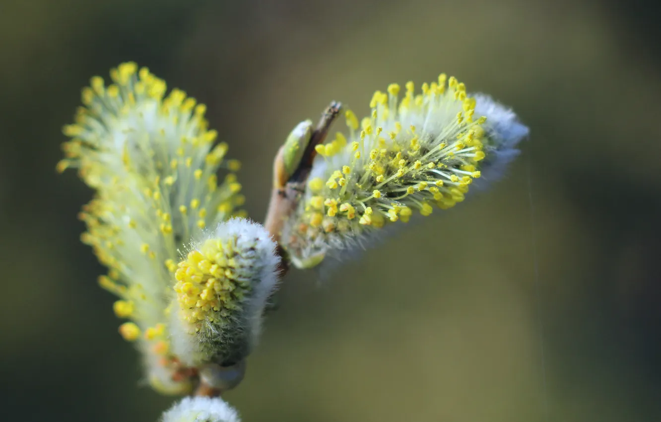 Photo wallpaper spring, twig, base kitten