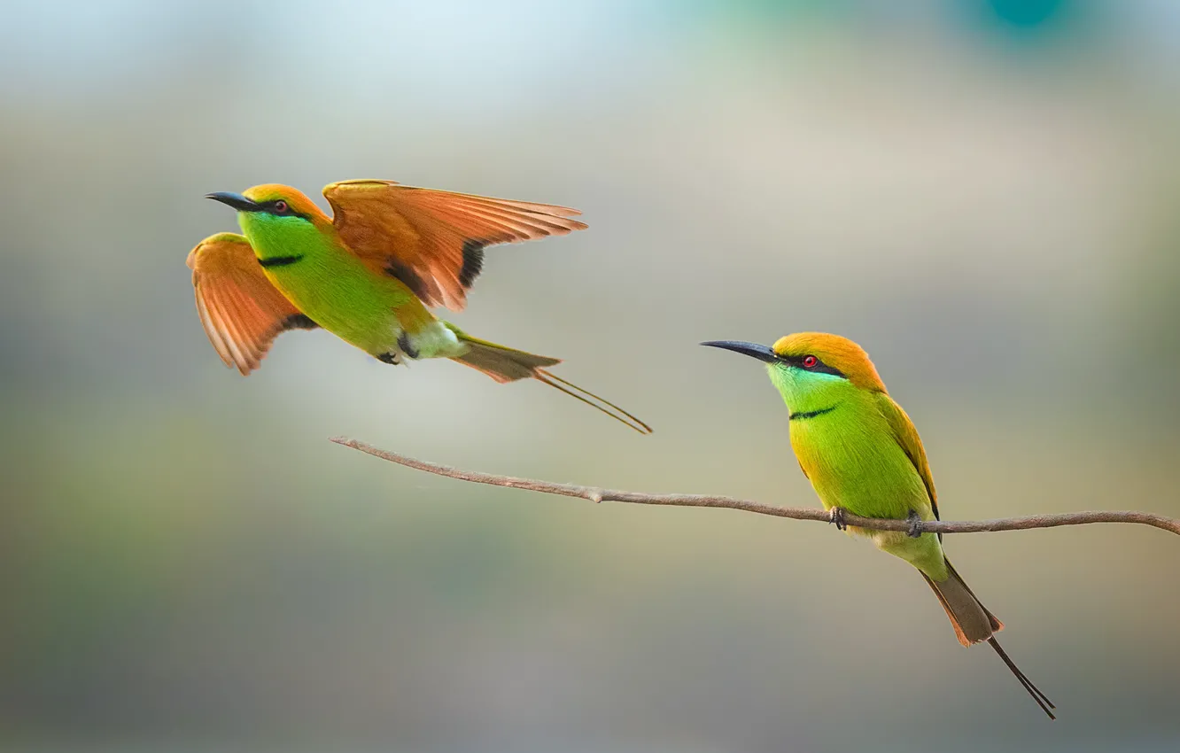 Photo wallpaper birds, couple, wildlife, bee-eater
