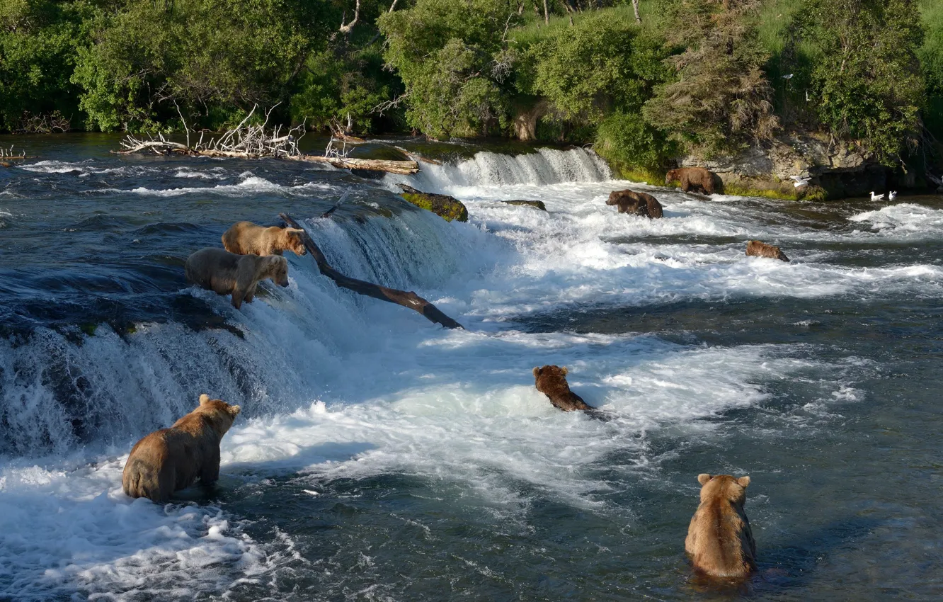 Photo wallpaper river, fishing, waterfall, bears, Alaska, bathing, Alaska, Katmai National Park