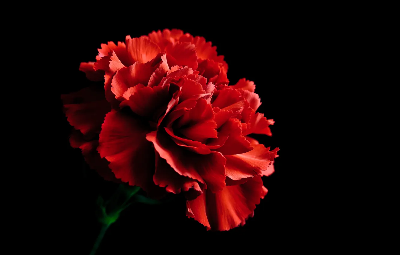 Photo wallpaper green, red, black, flower, nature, flowers, carnation
