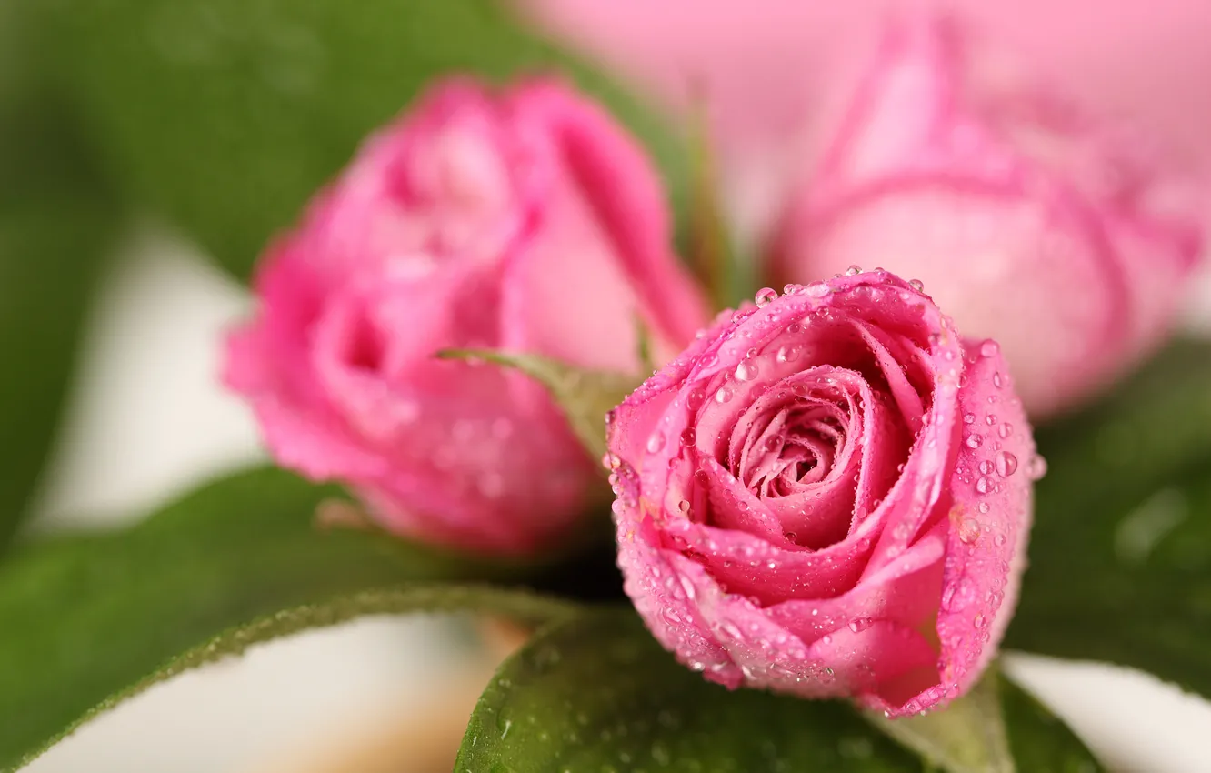 Photo wallpaper drops, flowers, roses, blur, colorful, pink, drops
