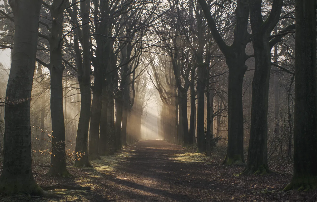 Photo wallpaper road, autumn, forest, rays, light, trees, nature