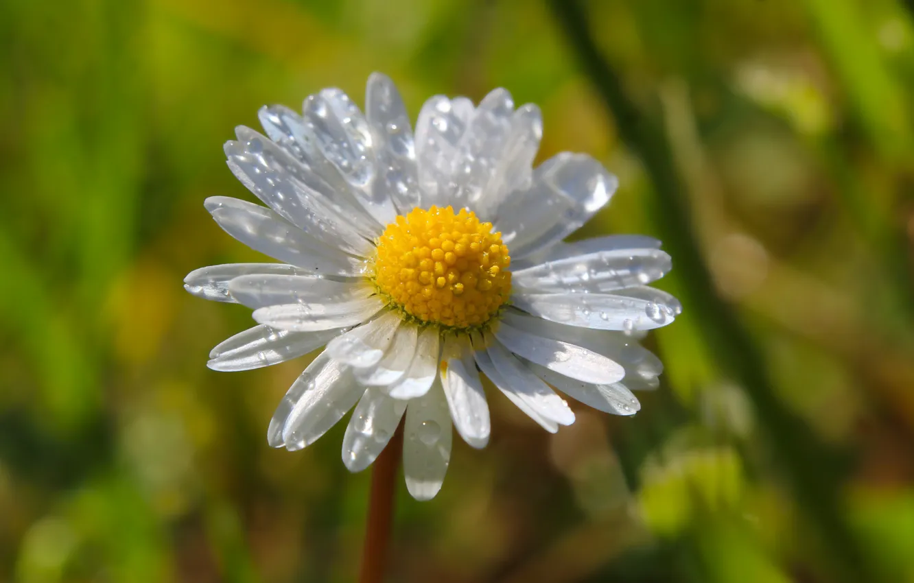 Photo wallpaper white, flower, garden