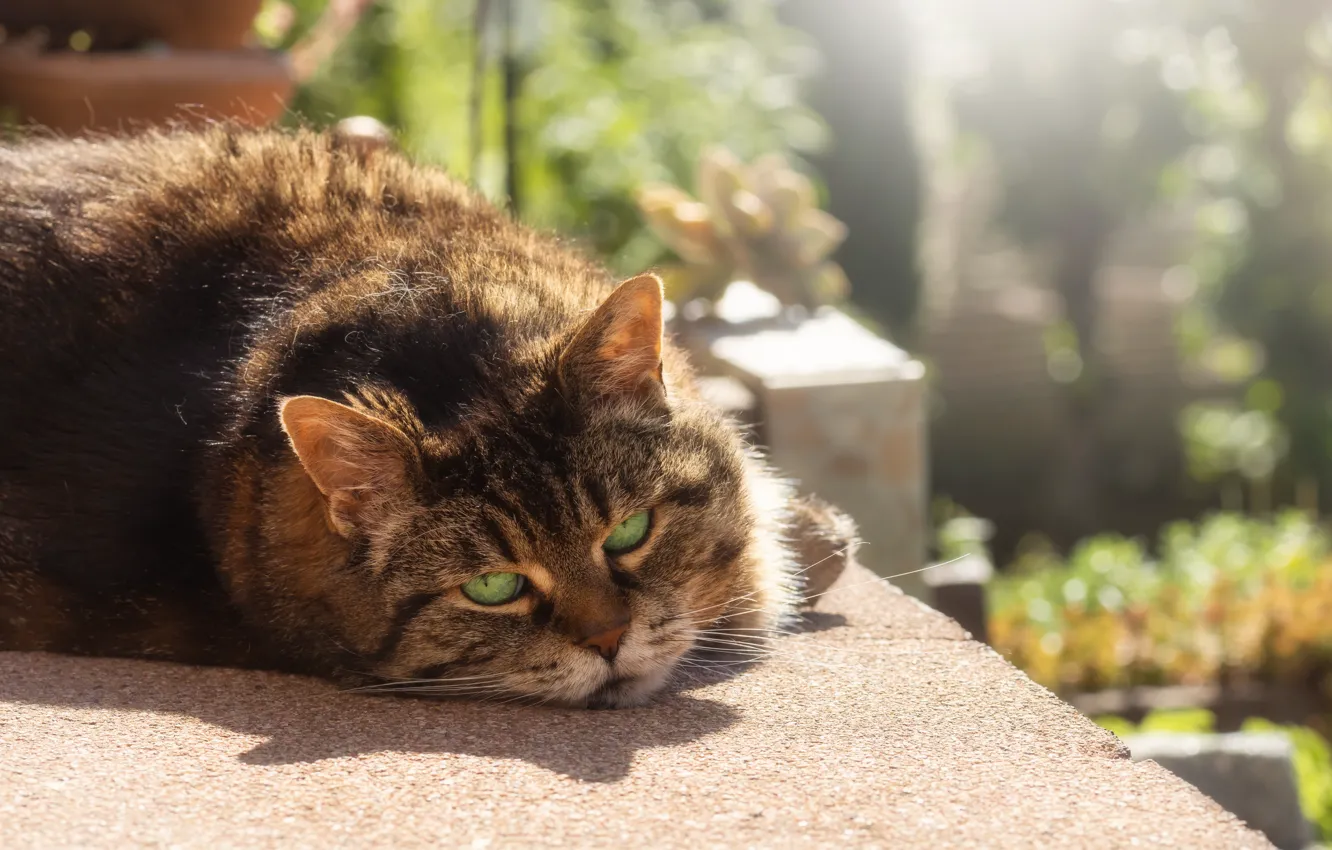 Photo wallpaper cat, cat, look, face, pose, grey, garden, lies