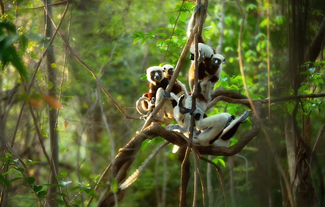 Photo wallpaper forest, branches, jungle, lemur, lemurs, company, poses, vines