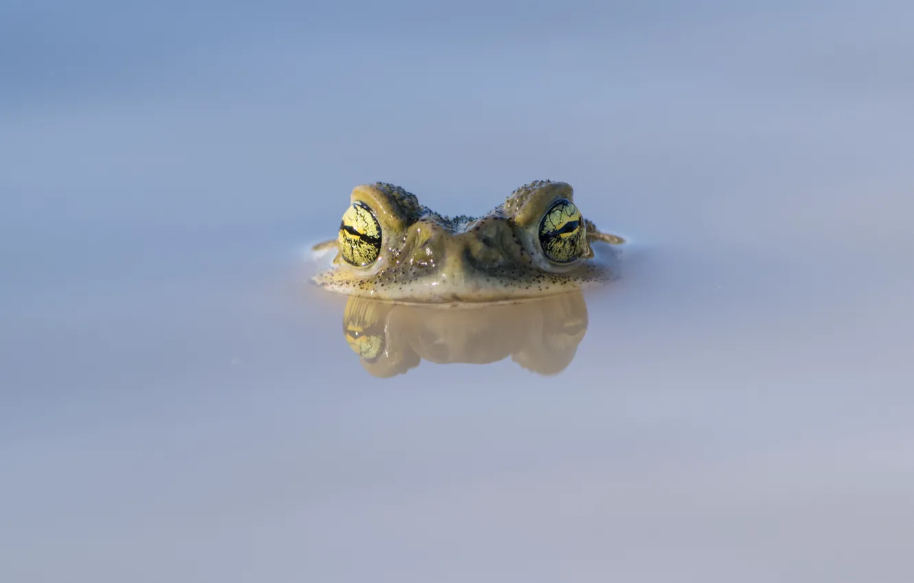 Photo wallpaper nature, frog, puddle