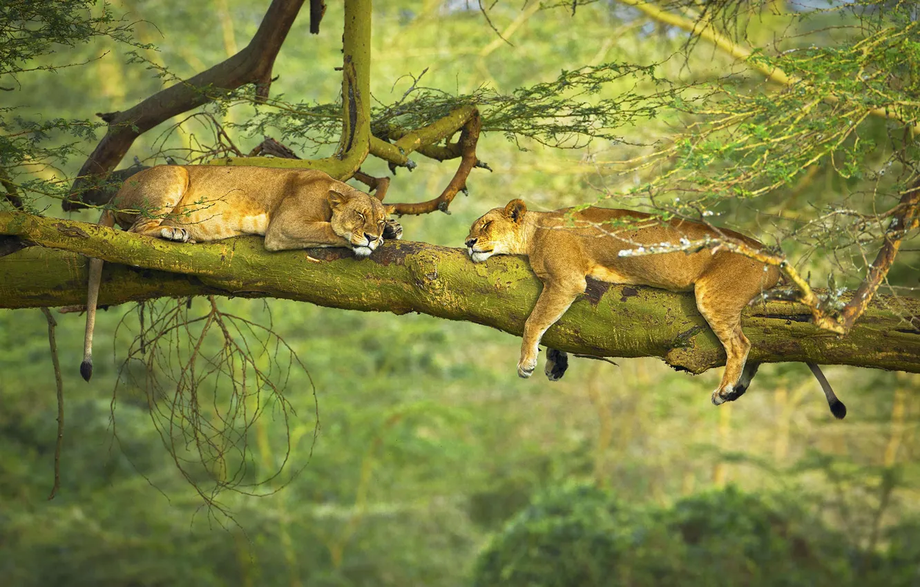 Photo wallpaper trees, animals, nature, situation, branch, sleeping, wildlife, Lions