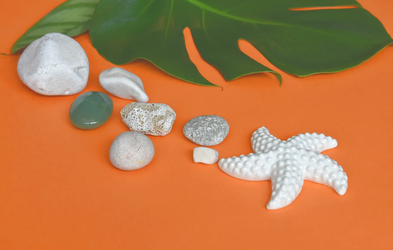 Photo wallpaper leaves, stones, background, starfish