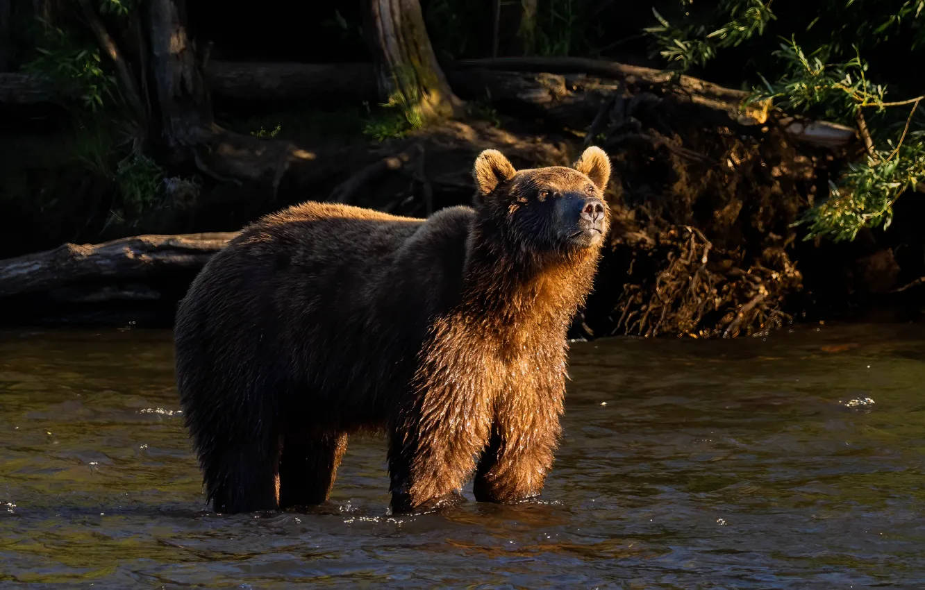 Photo wallpaper look, light, bear, bathing, pond