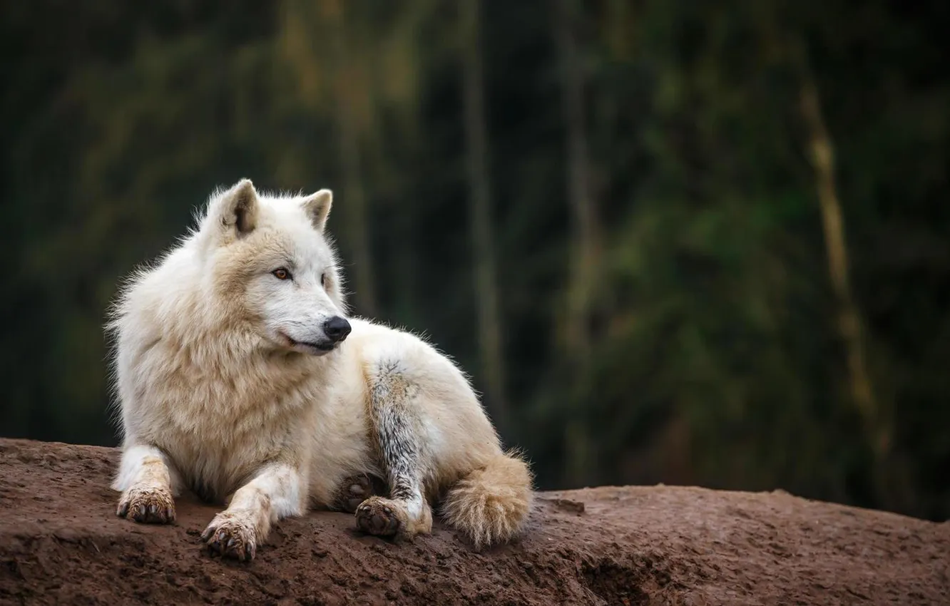 Photo wallpaper nature, Gray Wolf, face, animal, wolf, canis lupus, wildlife, head