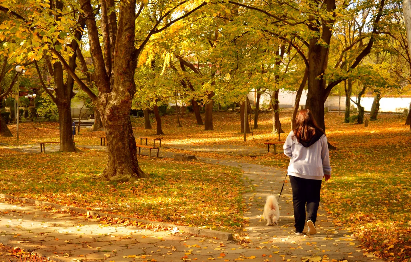 Photo wallpaper Autumn, Dog, Park, Fall, Park, Autumn, Walk