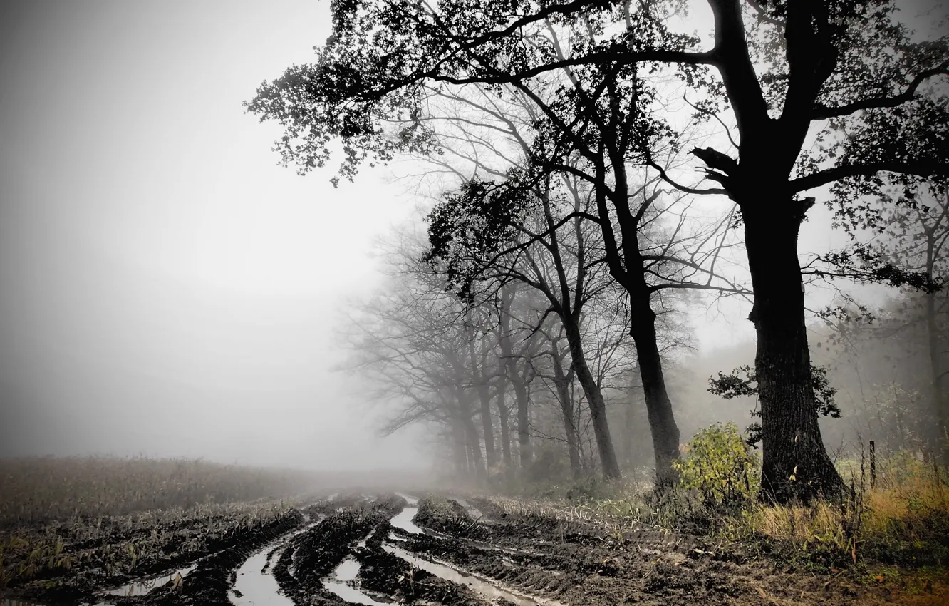 Photo wallpaper field, autumn, fog