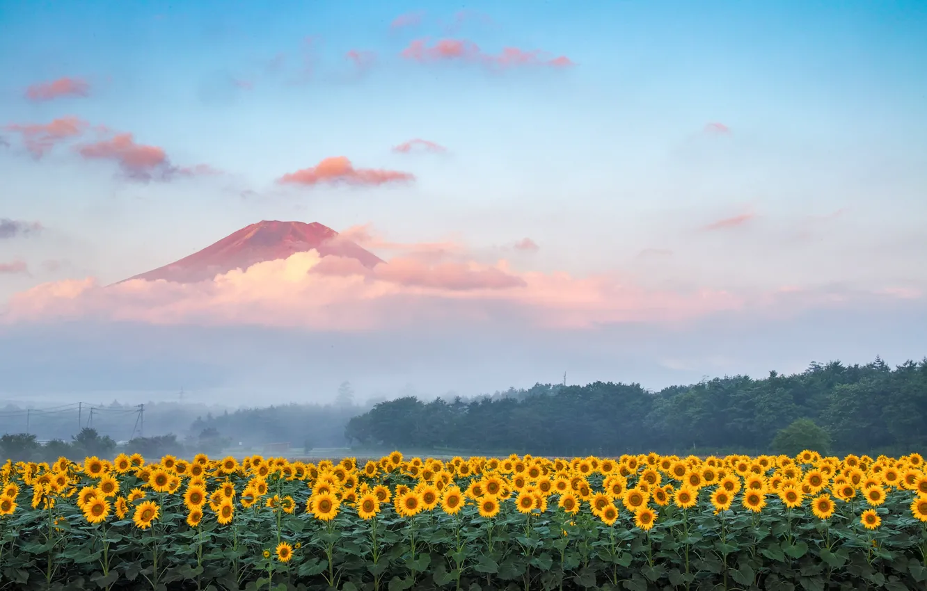 Photo wallpaper field, forest, the sky, sunflowers, landscape, mountains