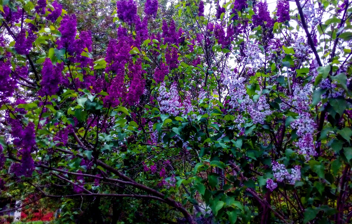 Photo wallpaper greens, purple, leaves, lilac, varieties