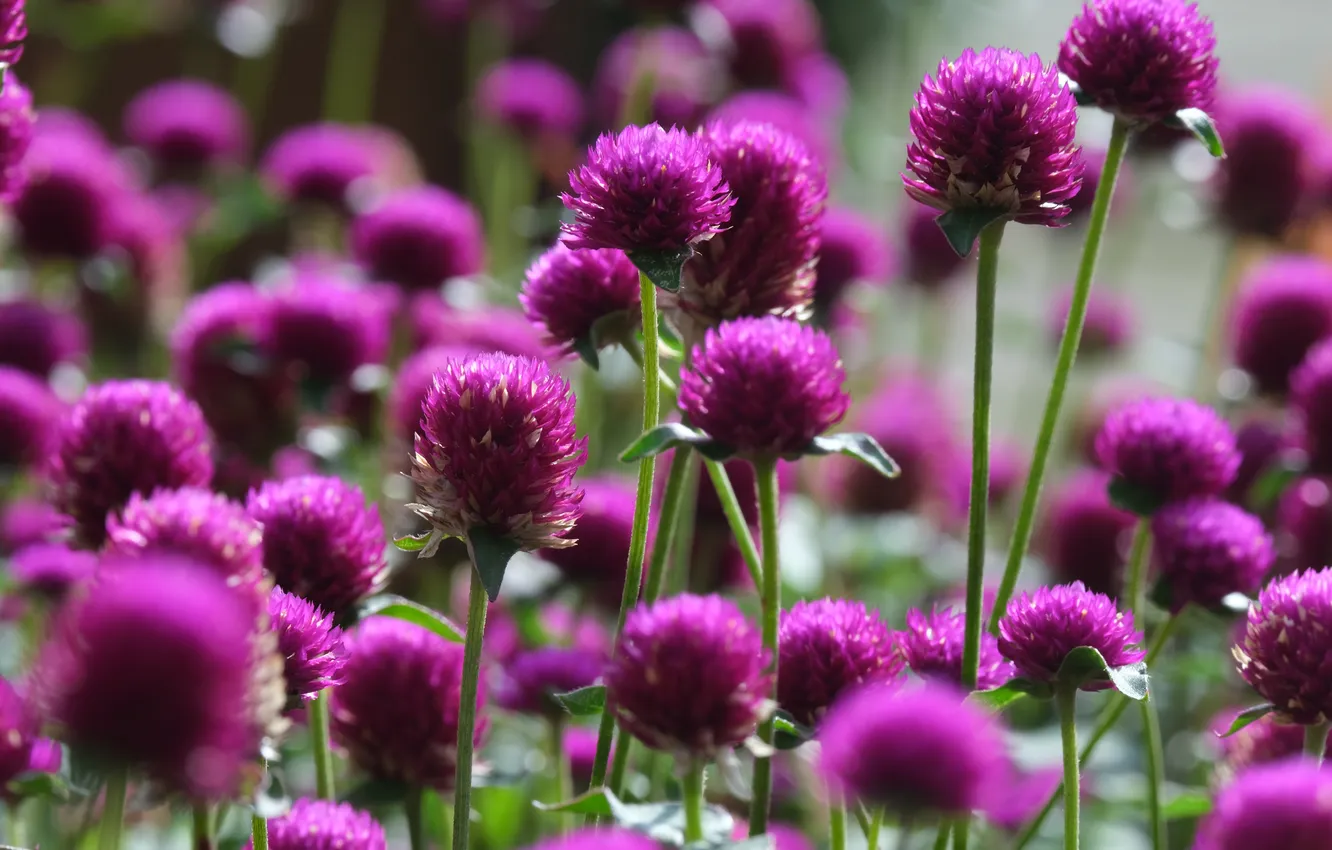 Photo wallpaper flowers, clover, pink, bokeh