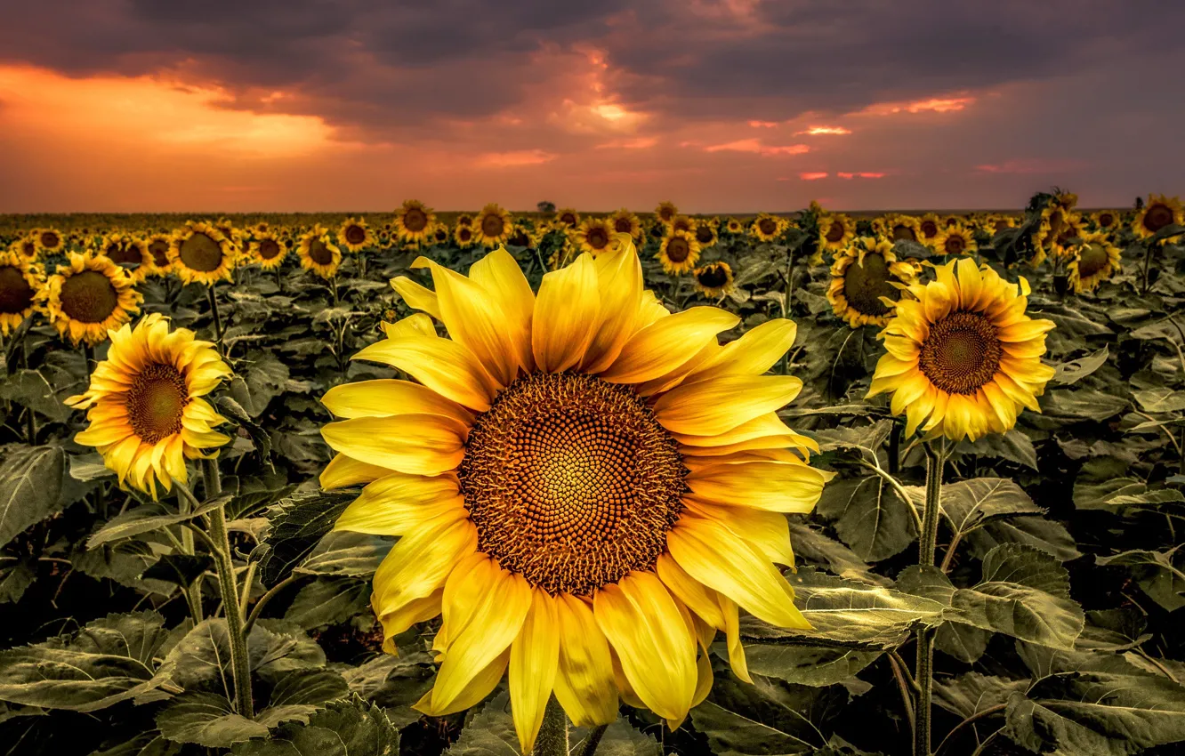 Photo wallpaper field, the sky, clouds, sunflowers, sunset, flowers, yellow, a lot