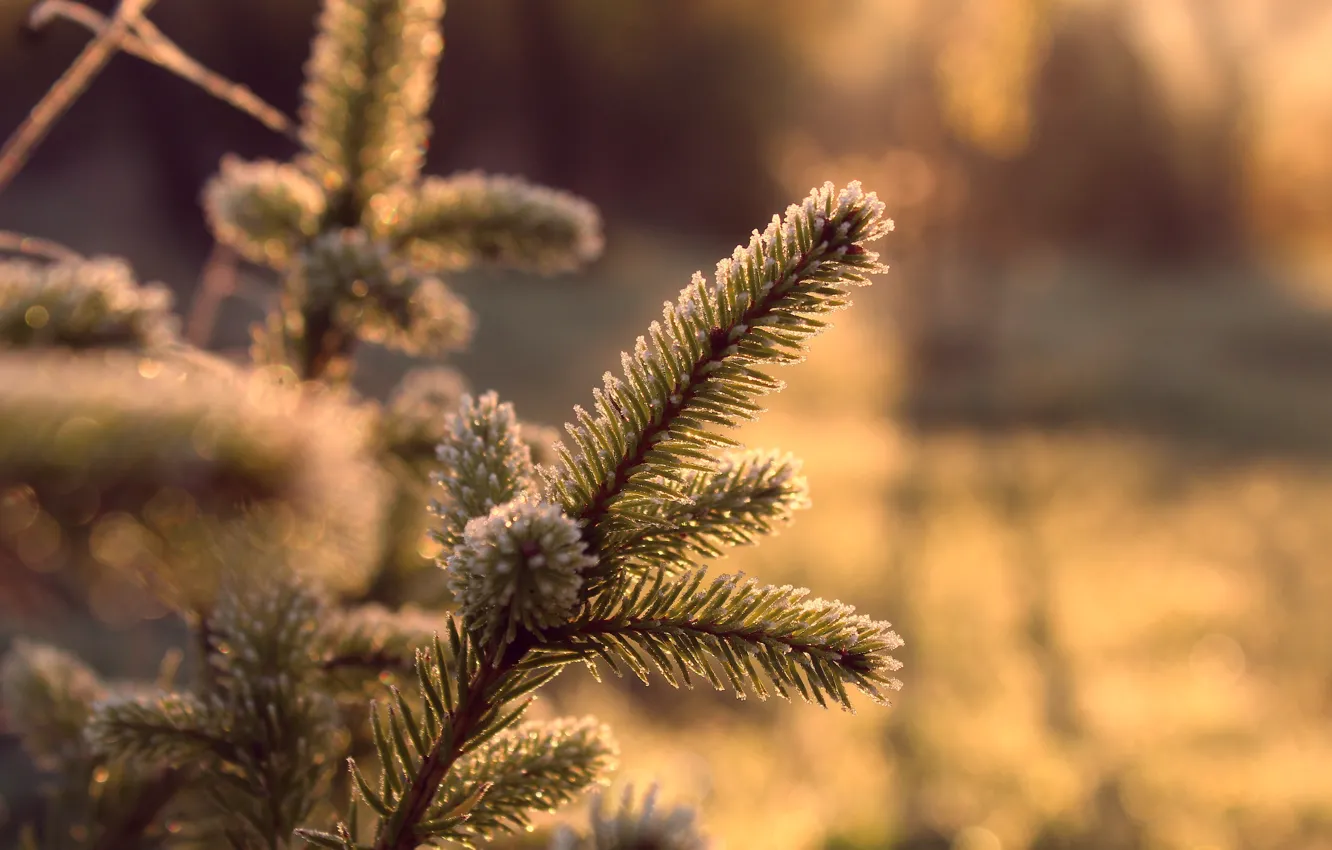 Wallpaper pine, spruce, twig for mobile and desktop, section природа