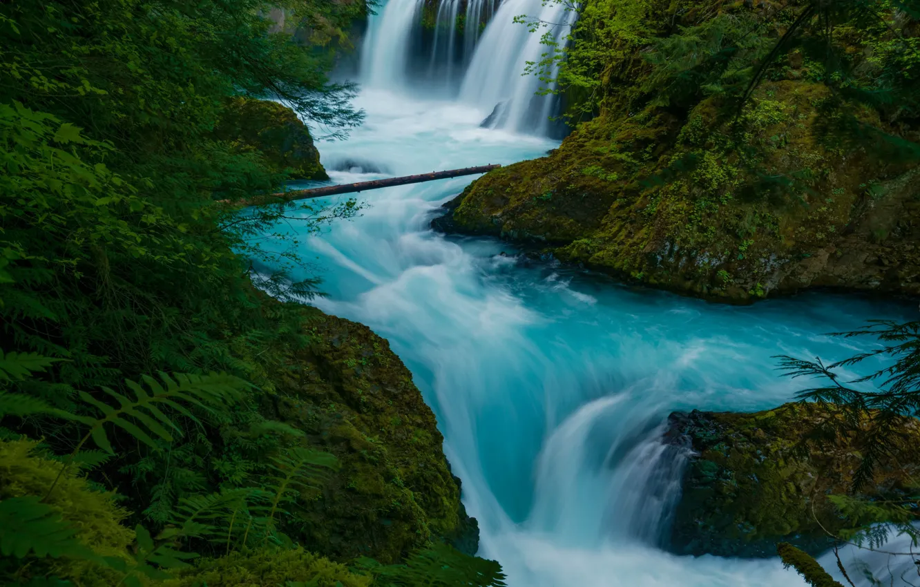 Photo wallpaper forest, waterfall, stream