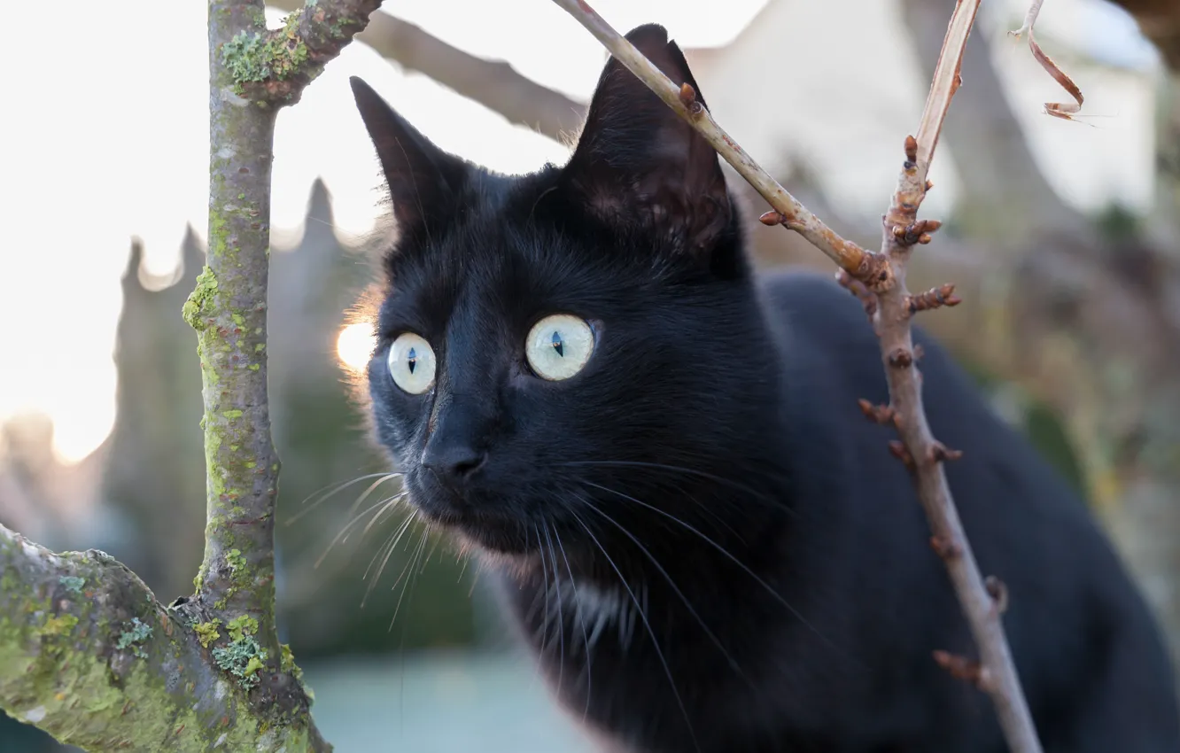 Photo wallpaper eyes, cat, look