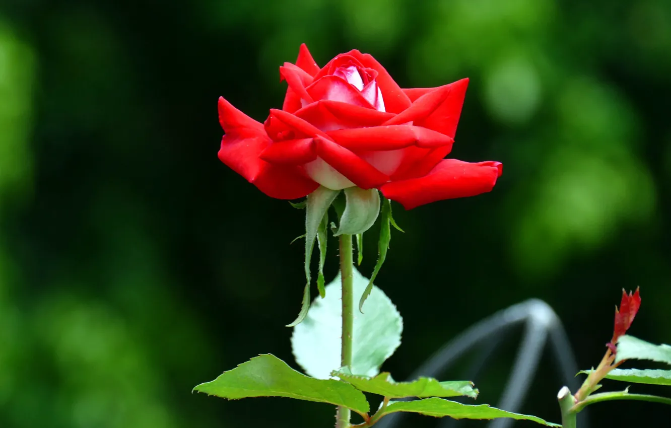 Photo wallpaper leaves, green background, scarlet rose