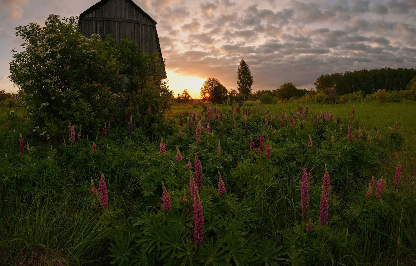 Photo wallpaper field, the sun, clouds, sunset, flowers, the evening, meadow, the barn