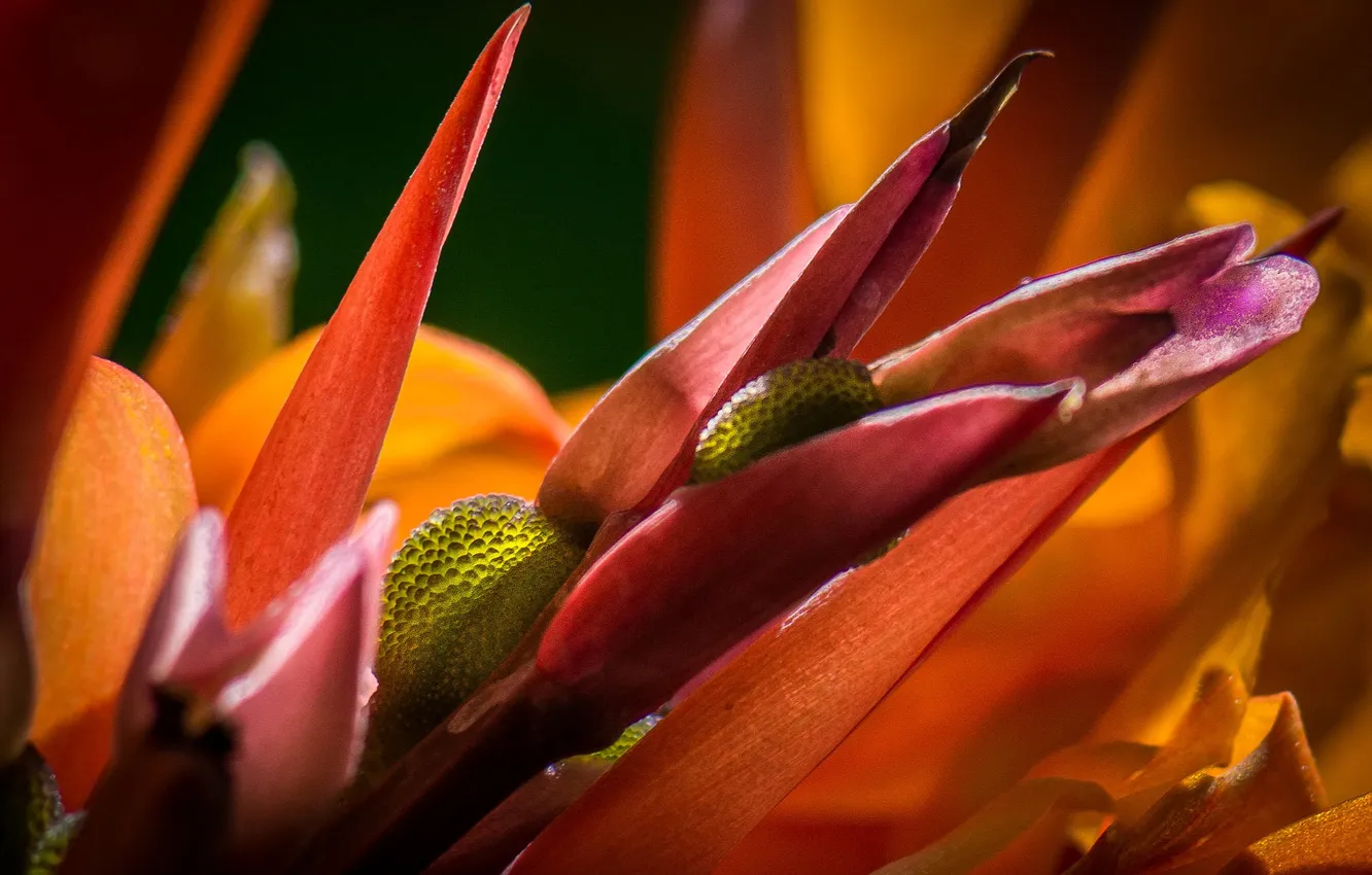 Photo wallpaper flowers, petals, exotic